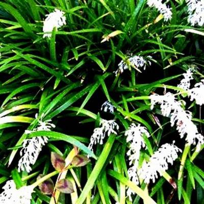 CONVALLARIA JAPONICA